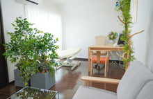 画像をギャラリービューアに読み込む, 美容バーム (ワセリン) 30g(約3ヶ月分) 恵比寿こもれびクリニック